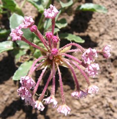 Tripterocalyx carneus