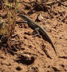 Aspidoscelis sonorae