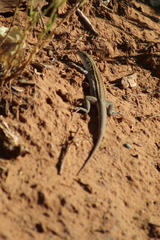 Aspidoscelis sonorae