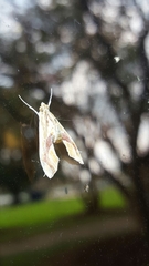 Agathodes monstralis