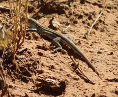 Aspidoscelis sonorae