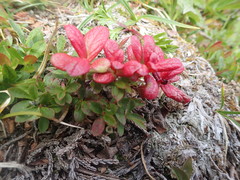 Exobasidium vaccinii-uliginosi