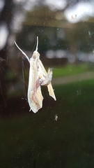 Agathodes monstralis