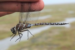 Aeshna interrupta lineata