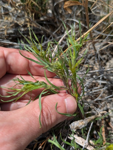 Feltleaf bluestar (Amsonia tharpii)