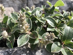 Salix glauca callicarpaea