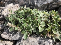 Salix glauca callicarpaea