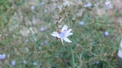 Cichorium intybus