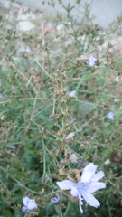 Cichorium intybus