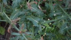 Cichorium intybus