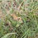 Hesperia leonardus pawnee - Photo (c) ebrunquist, algunos derechos reservados (CC BY-NC)