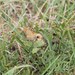 Pawnee Skipper - Photo (c) ebrunquist, some rights reserved (CC BY-NC)