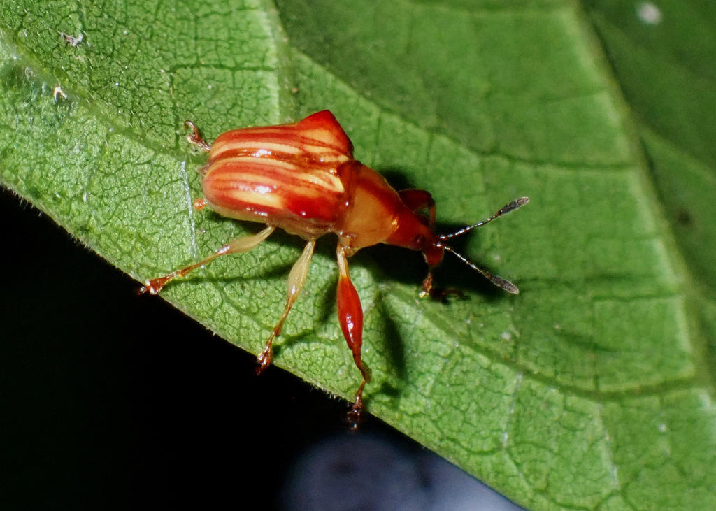 Pheleuscelus