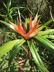 Freycinetia arborea