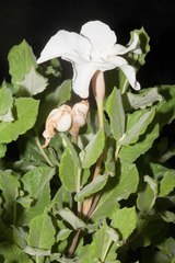 Mandevilla macrosiphon