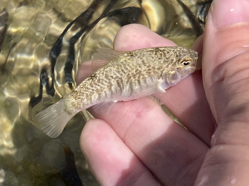 Goldspotted killifish (Floridichthys carpio) — Cyprinodontidae — 2