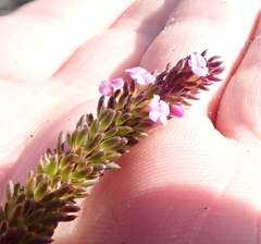 Muraltia satureioides