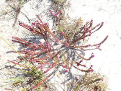 Muraltia satureioides