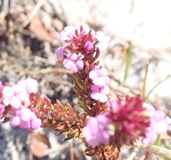 Muraltia satureioides