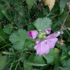 Malva moschata
