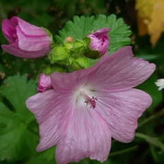 Malva moschata
