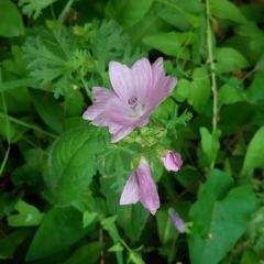 Malva moschata