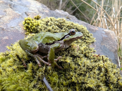 Pacific chorus frog photographed in Alaska
