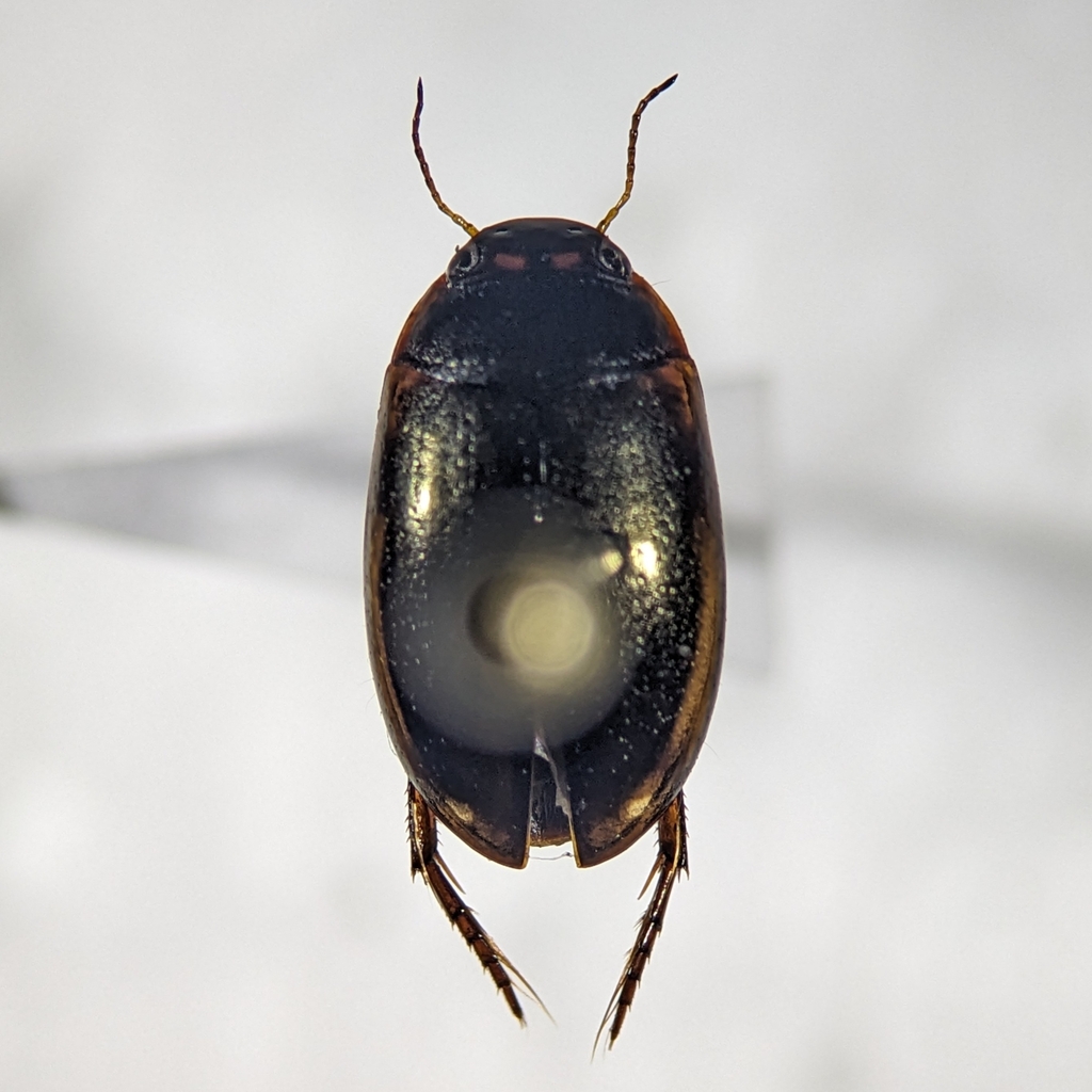 Agabus oblongulus