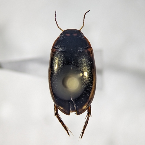 Agabus oblongulus