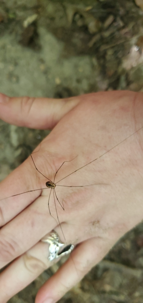 Aldrich's Harvestman