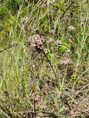 Campanula lingulata