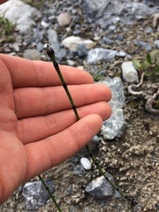 Equisetum variegatum