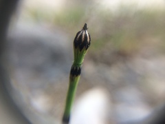 Equisetum variegatum