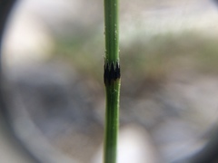 Equisetum variegatum