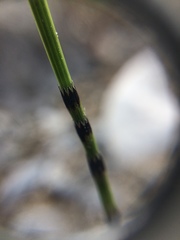 Equisetum variegatum