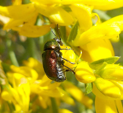 Cryptocephalus sericeus