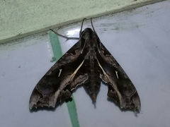 Hemeroplanes triptolemus