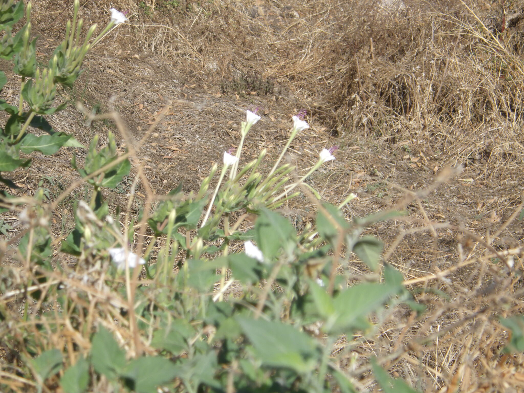Imagem de Jalapa-de-jardim
