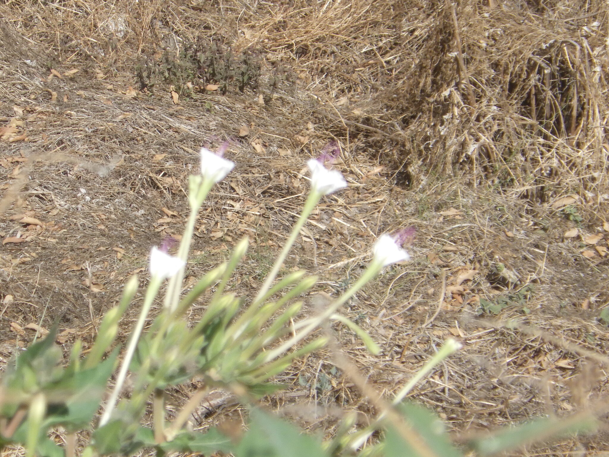 Imagem de Jalapa-de-jardim