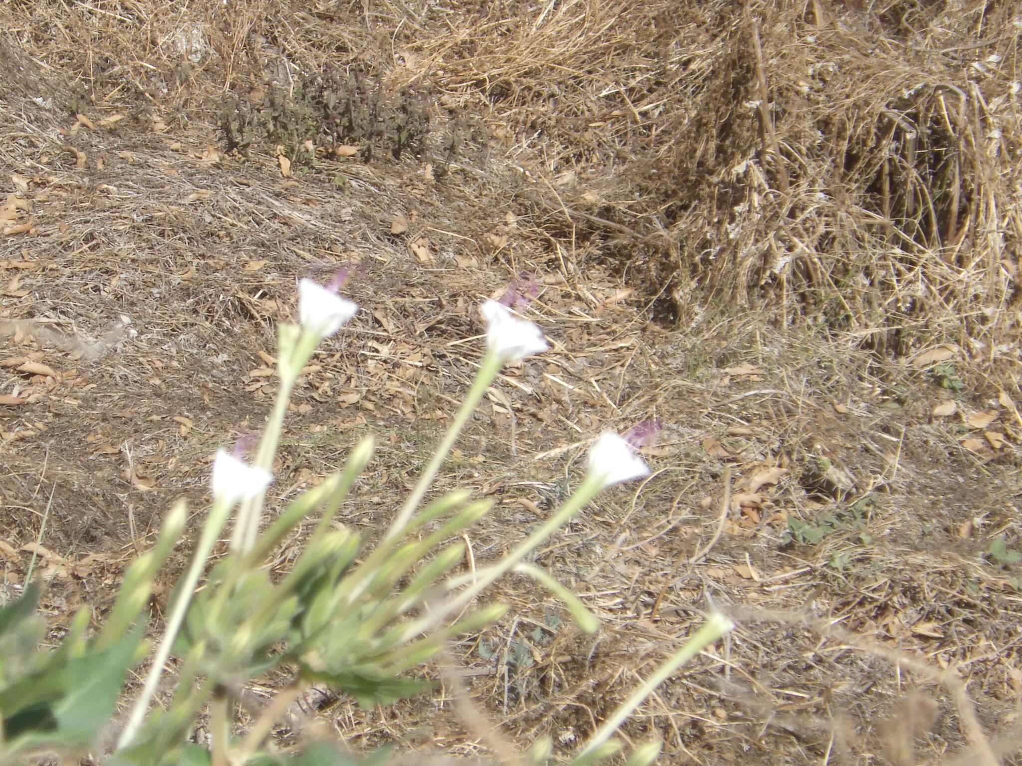 Imagem de Jalapa-de-jardim