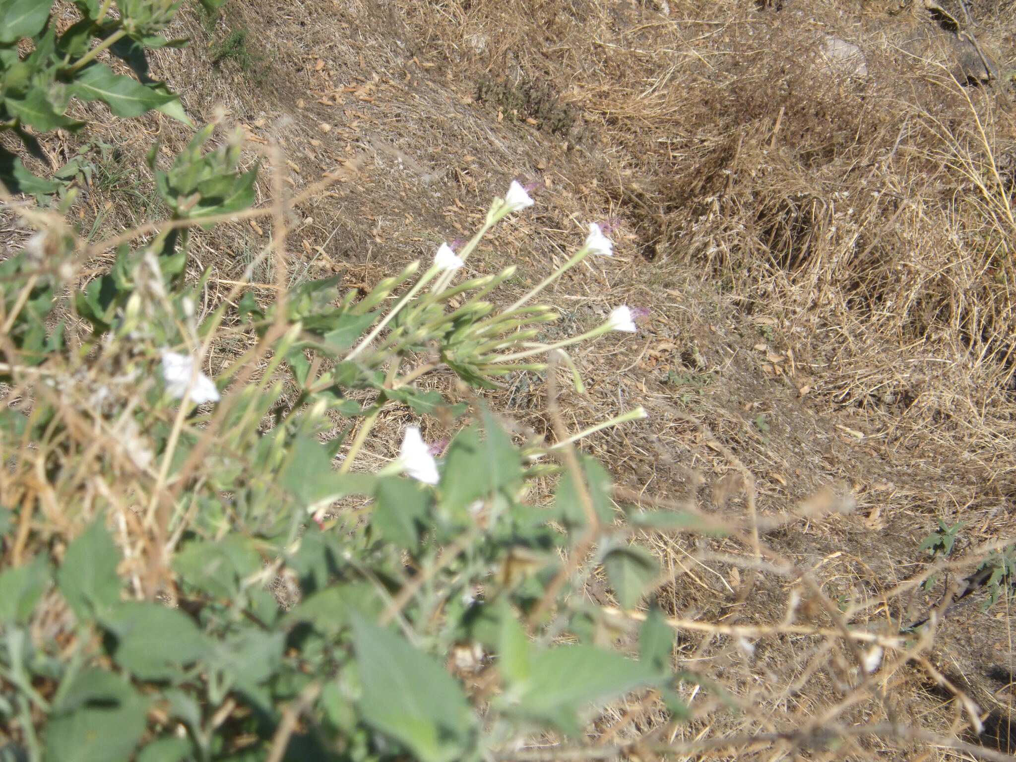 Imagem de Jalapa-de-jardim