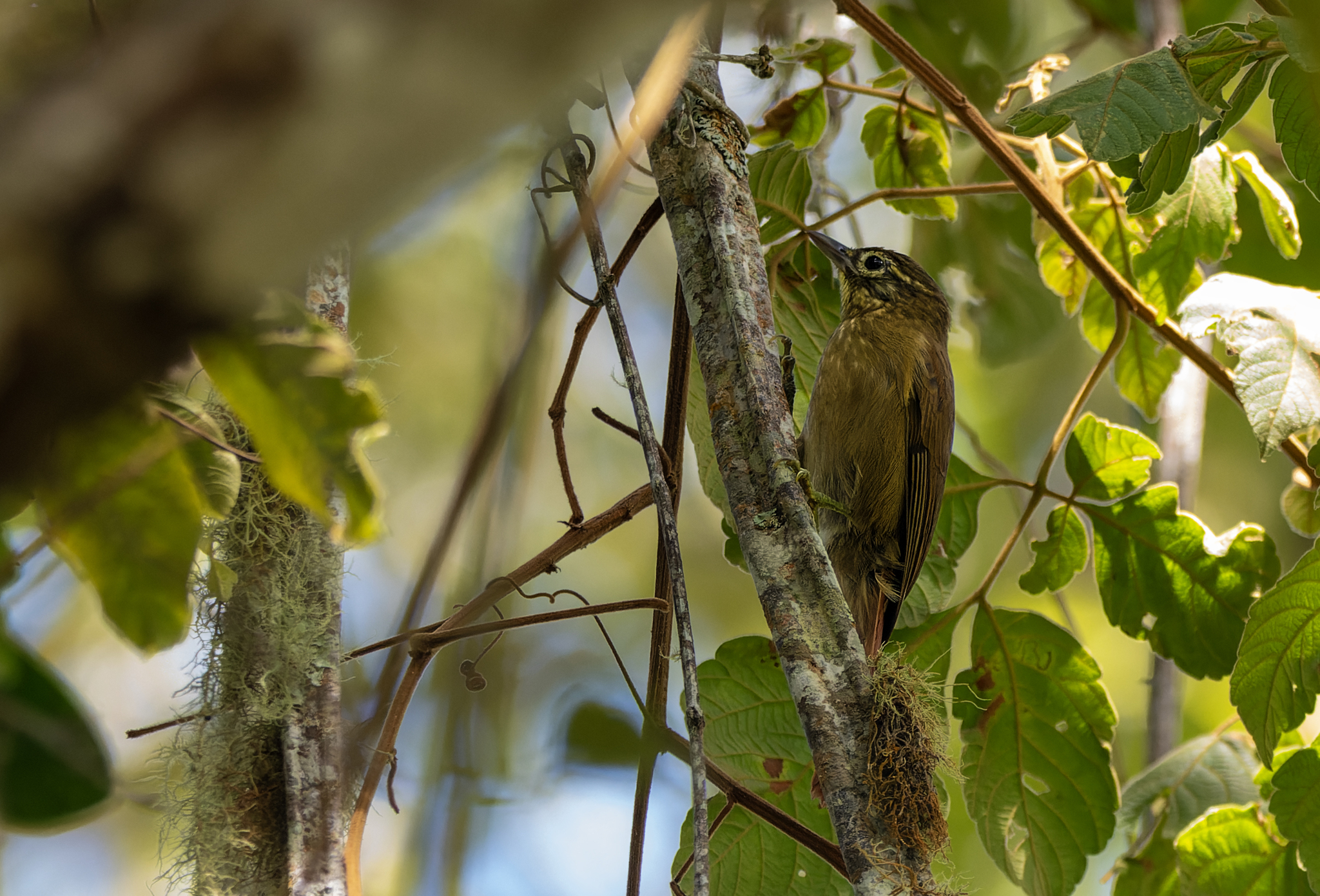 Montane Foliage-gleaner (Anabacerthia striaticollis), photo 2
