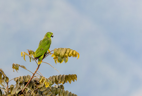 Scaly-naped Amazon (Amazona mercenarius), photo 3