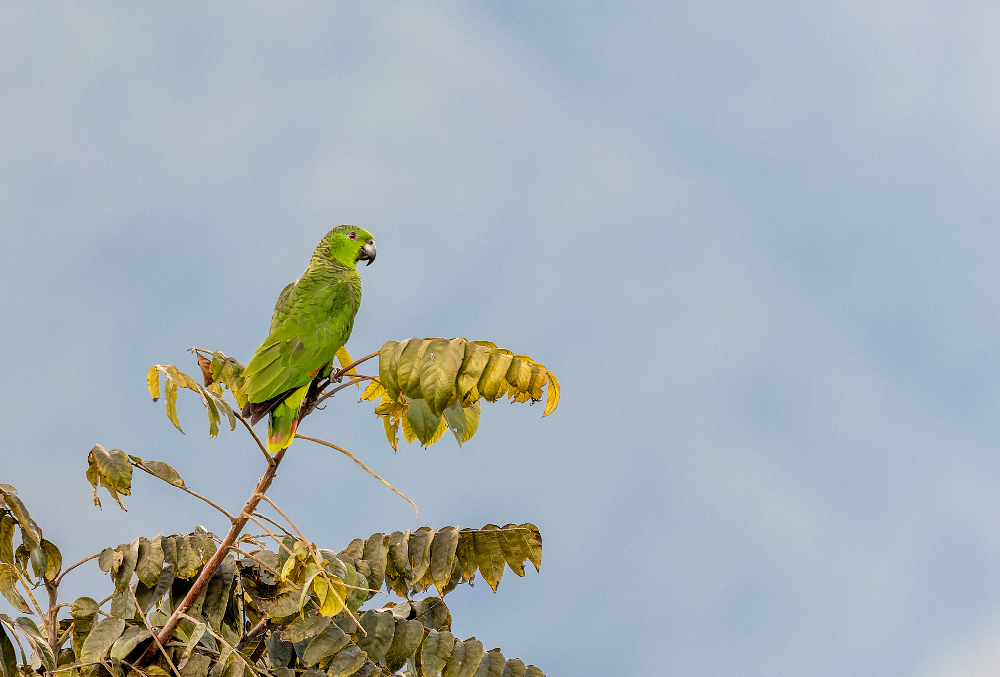 Scaly-naped Amazon illustration
