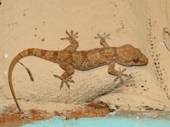 Hemidactylus angulatus