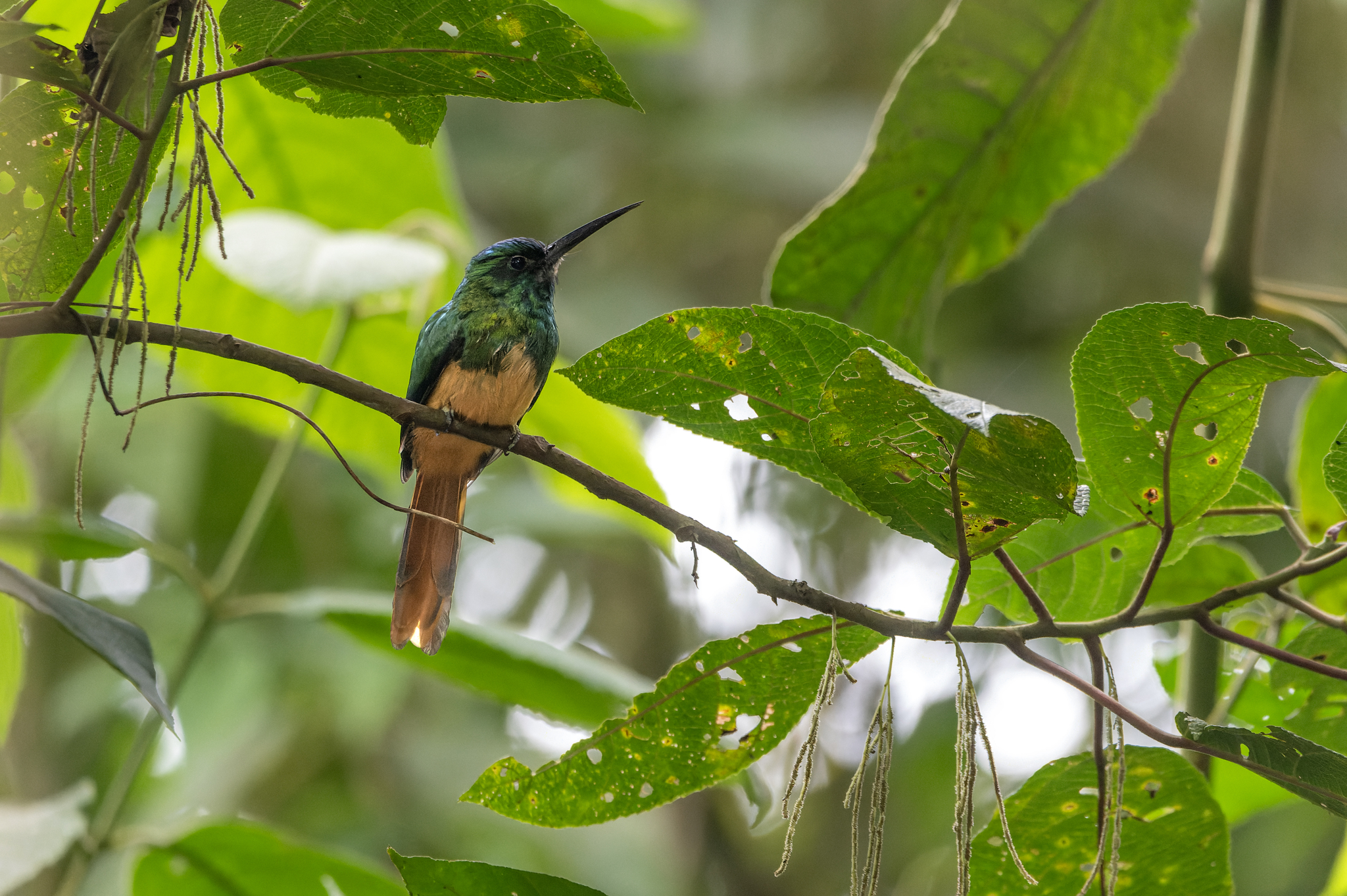 Bluish-fronted Jacamar (Galbula cyanescens), photo 6
