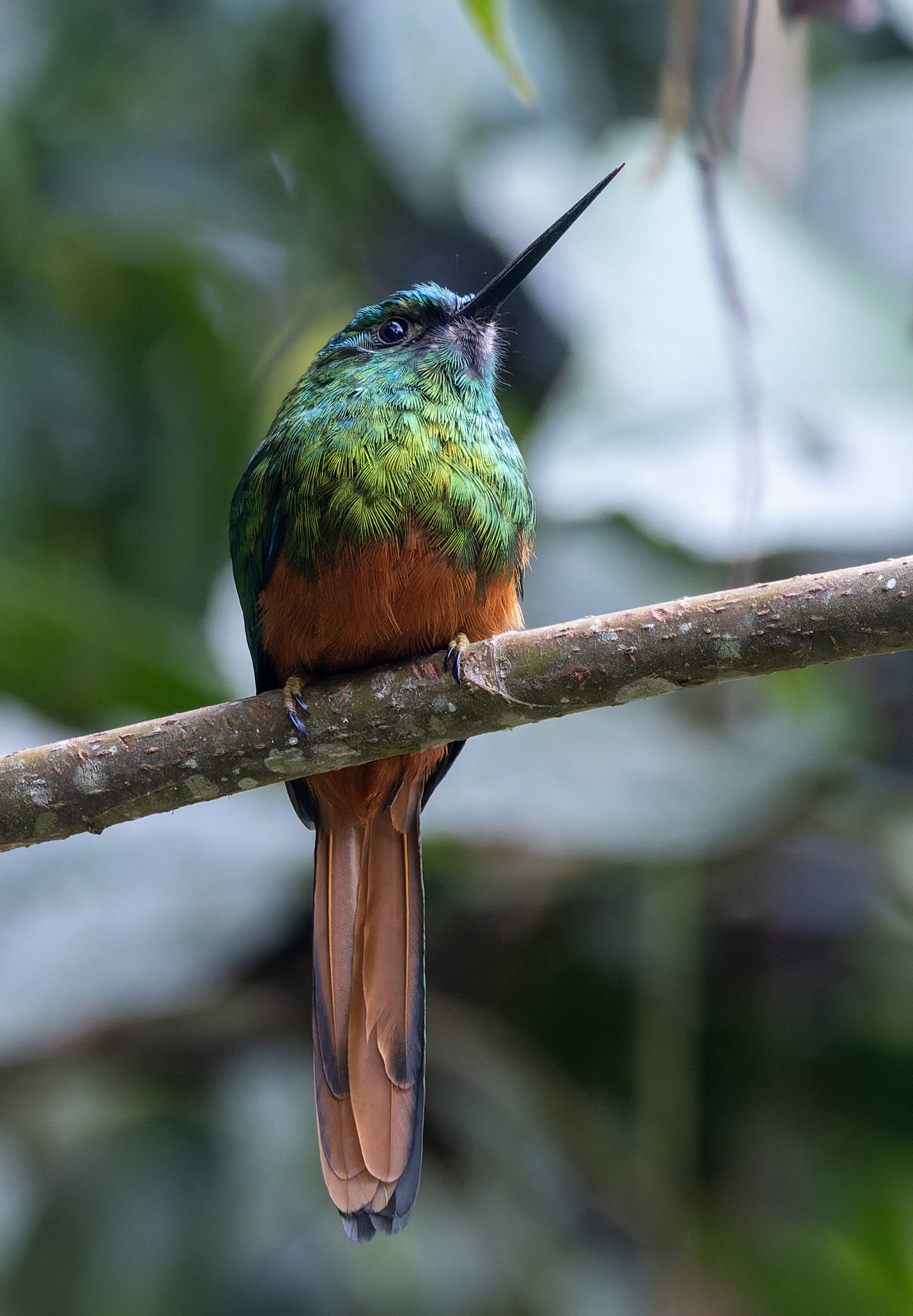 Bluish-fronted Jacamar (Galbula cyanescens), photo 5