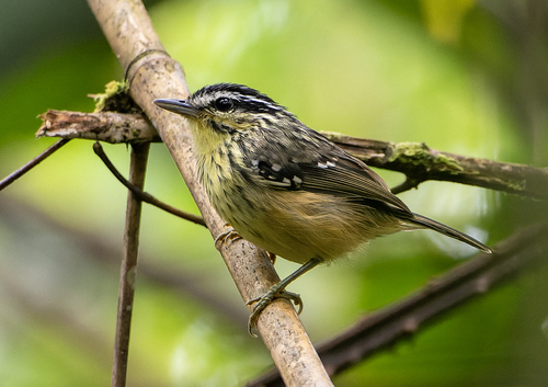Yellow-breasted Warbling Antbird (Hypocnemis subflava), photo 8