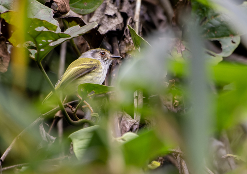 White-bellied Pygmy Tyrant (Myiornis albiventris), photo 5