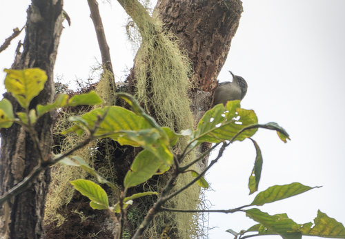 Grey-mantled Wren (Odontorchilus branickii), photo 10